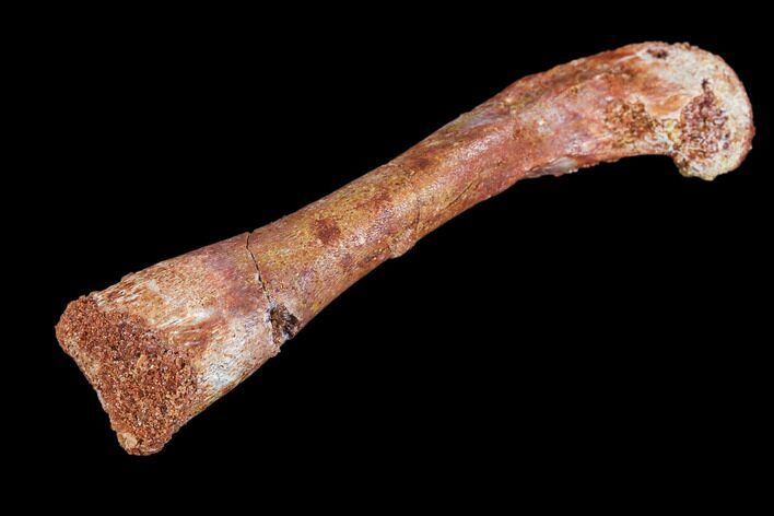 Theropod Dinosaur (Raptor) Femur - Morocco #110177